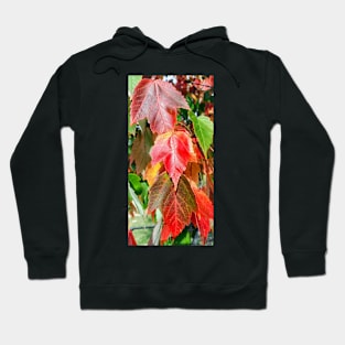 Randoms Cont'd Hoodie